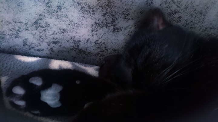 кот