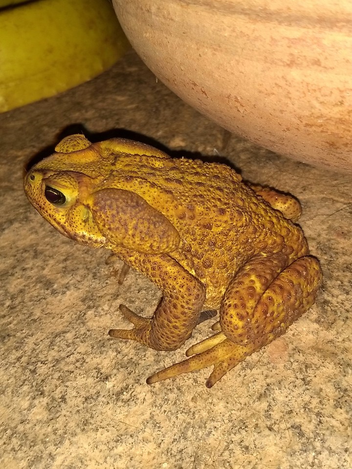 Um adulto de Rhinella icterica.