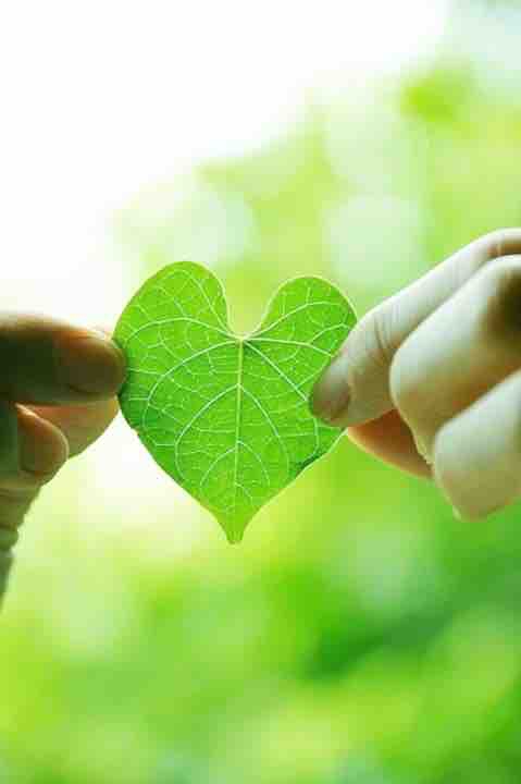 Heart Leaf