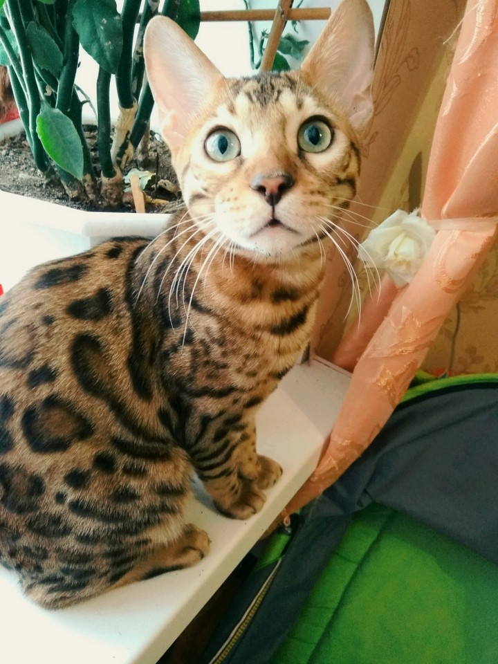 Бенгальский кот