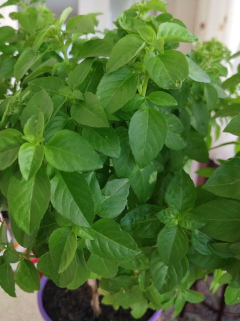 fonds d'écran plant, ocimum
