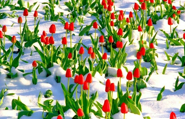 Spring