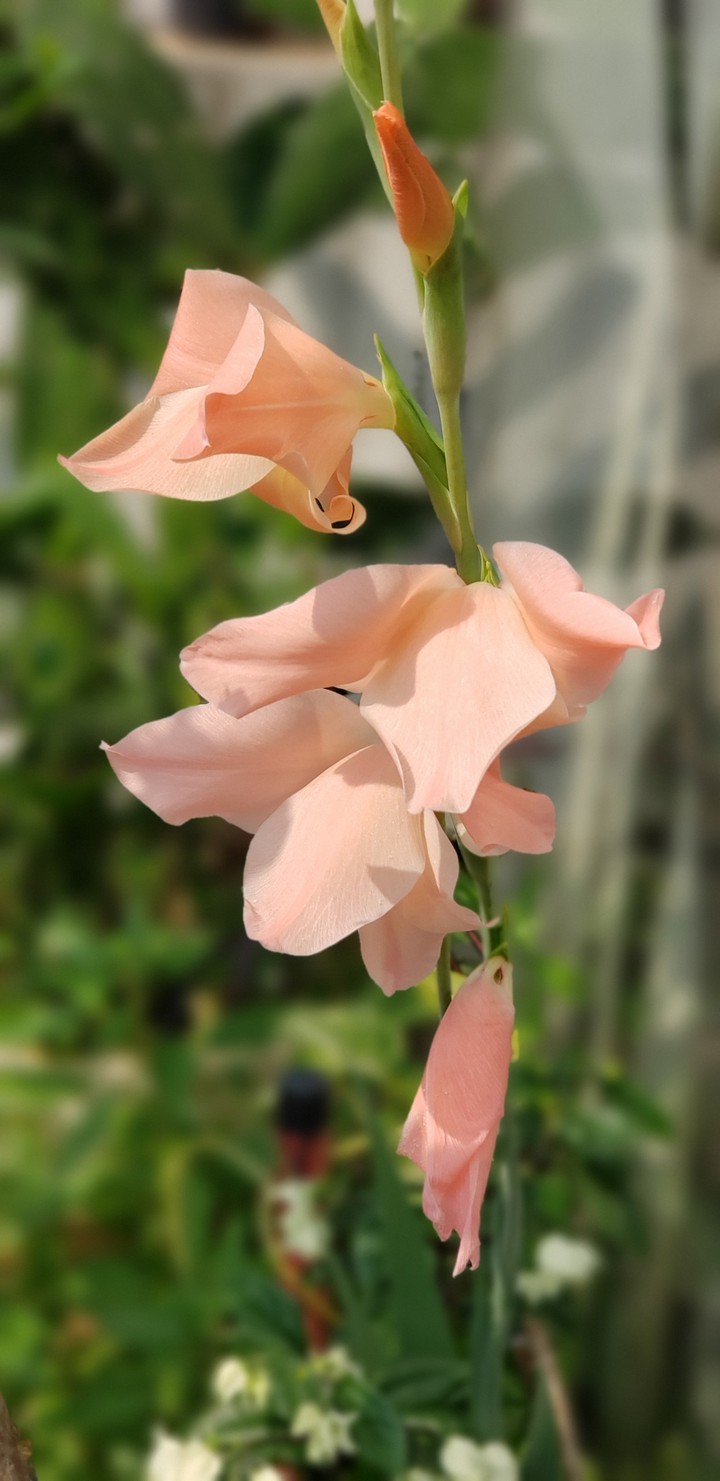 Flor