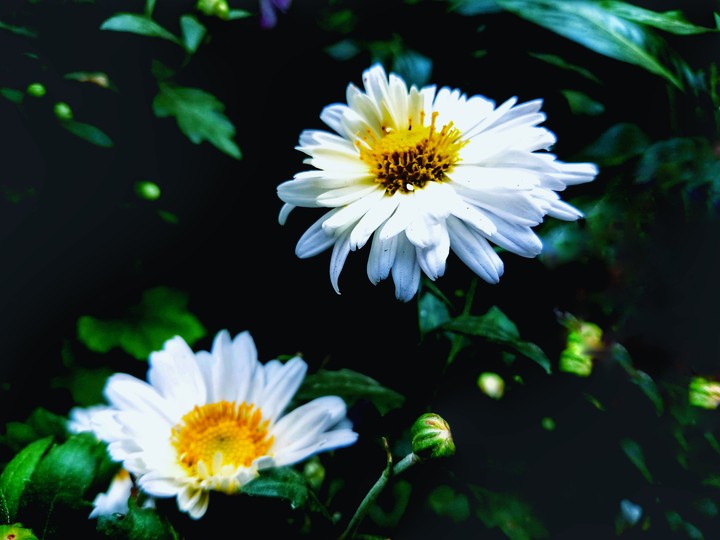 flowers