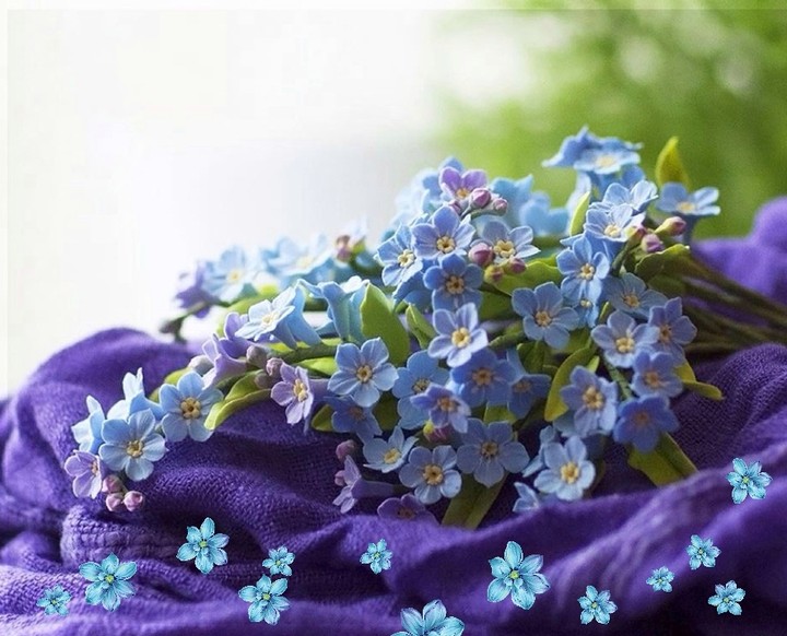 forgetmenot