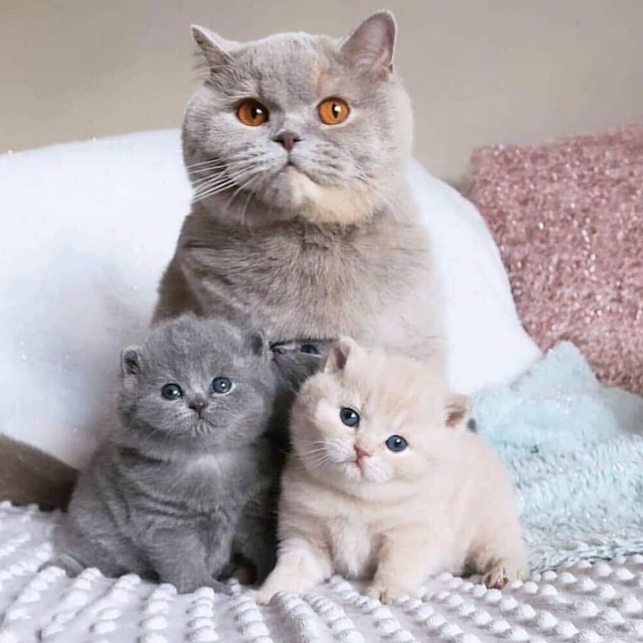 World Cat Day