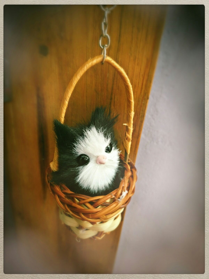 Kitty
