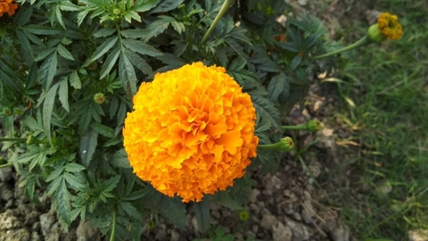 sfondi flora, flower
