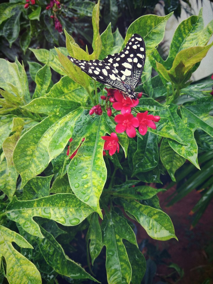 butterfly