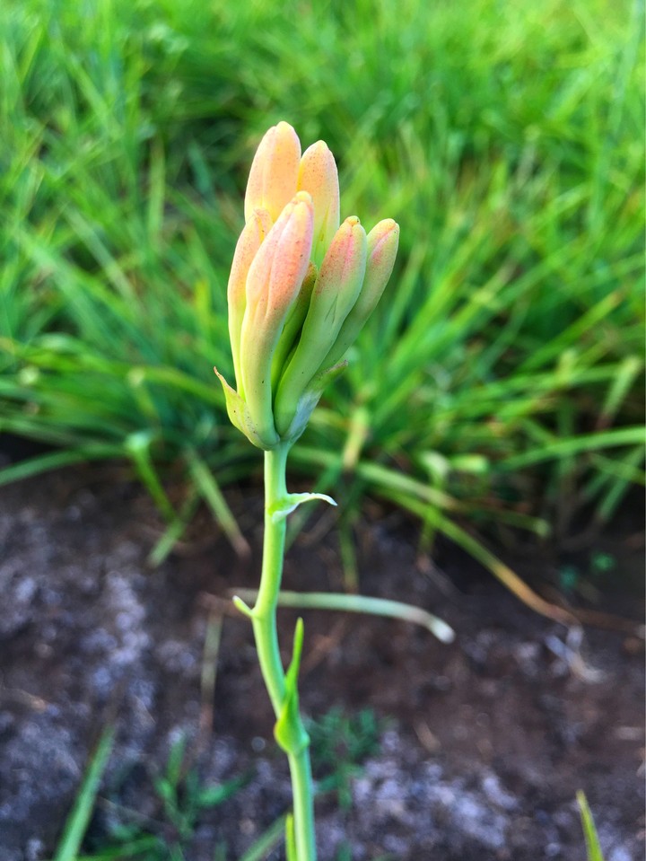 Tuberose