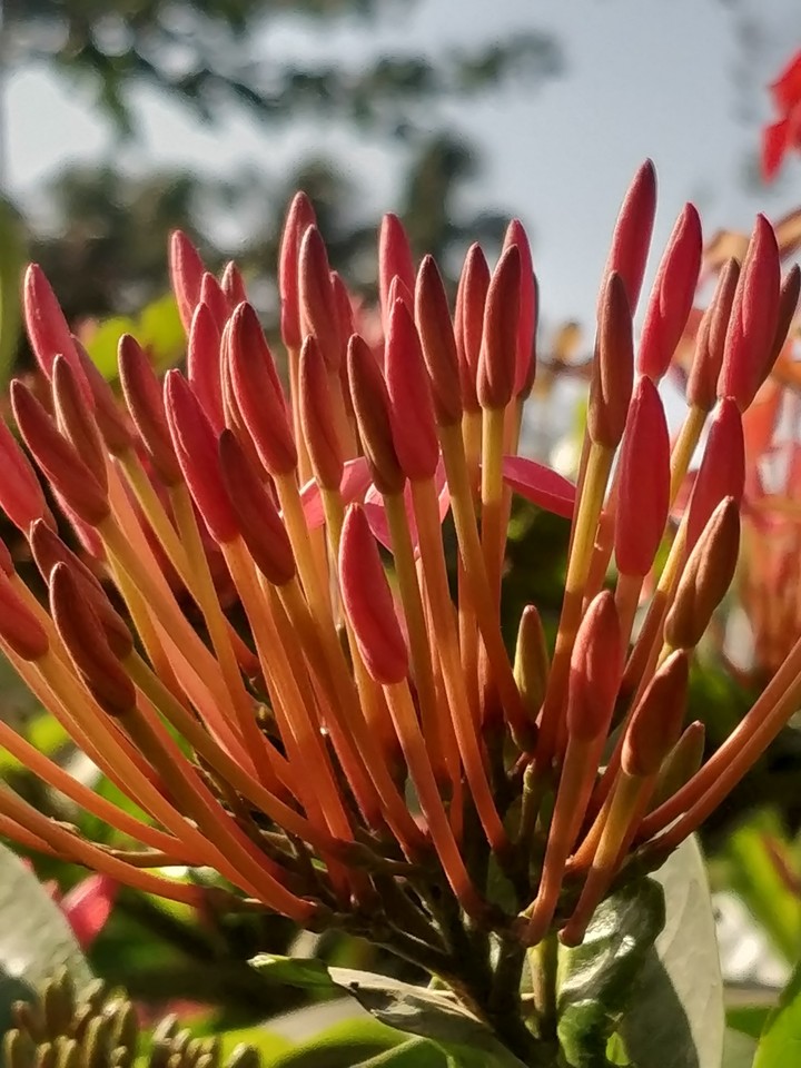 Flower