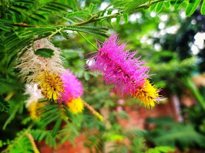 flower