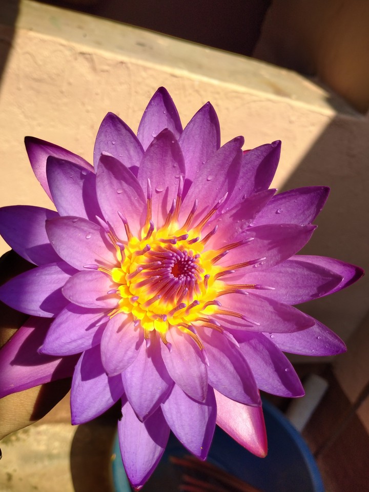 lily