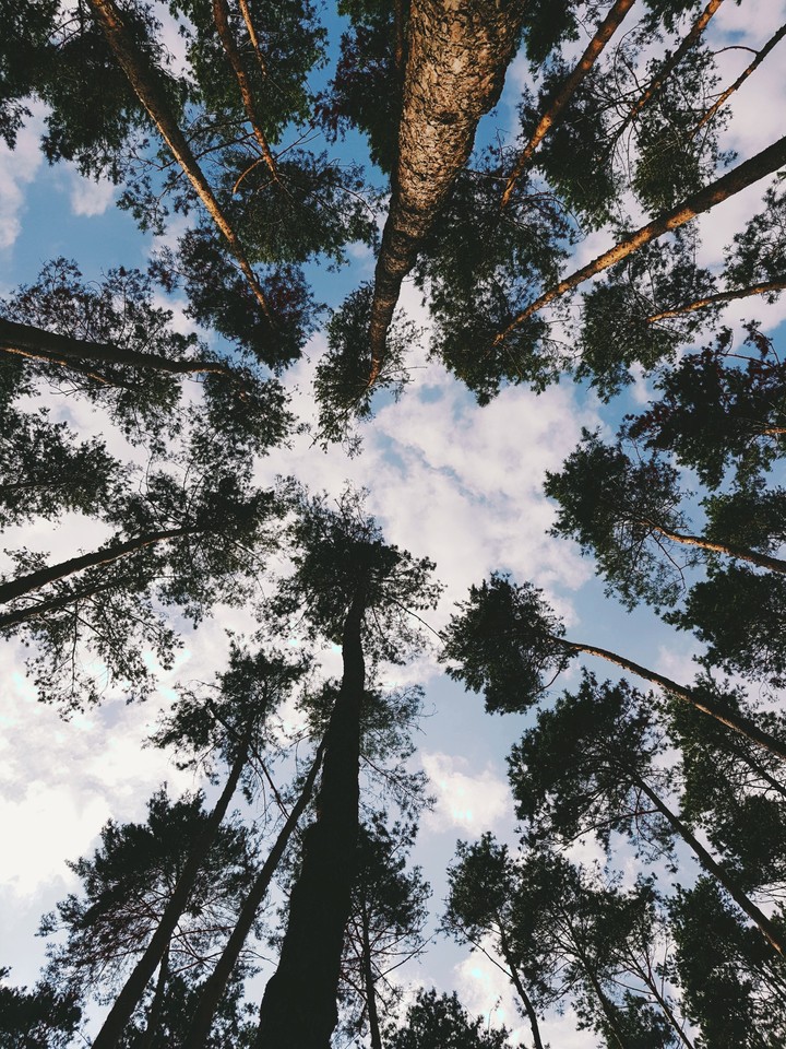 tree