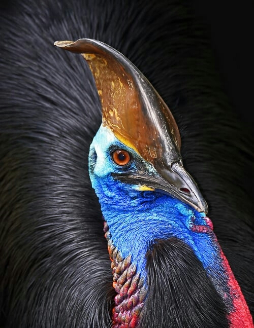 bird