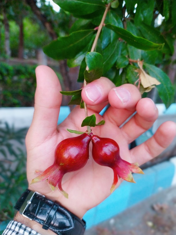 pomegranate