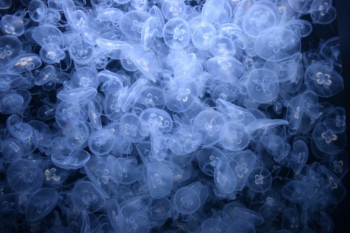 jellyfish