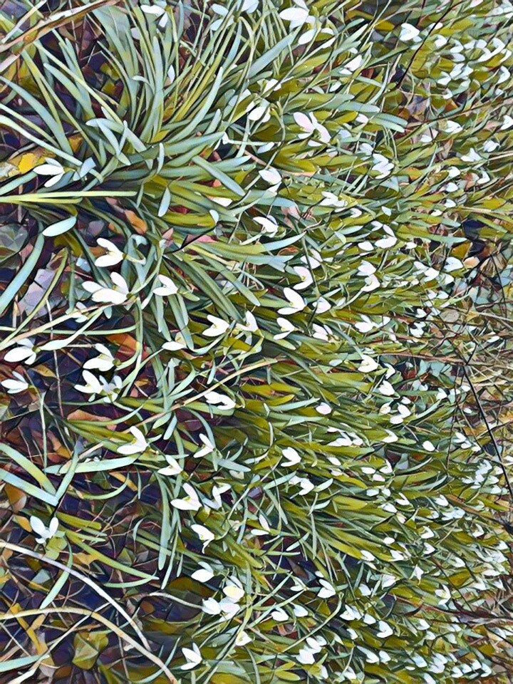 fleur