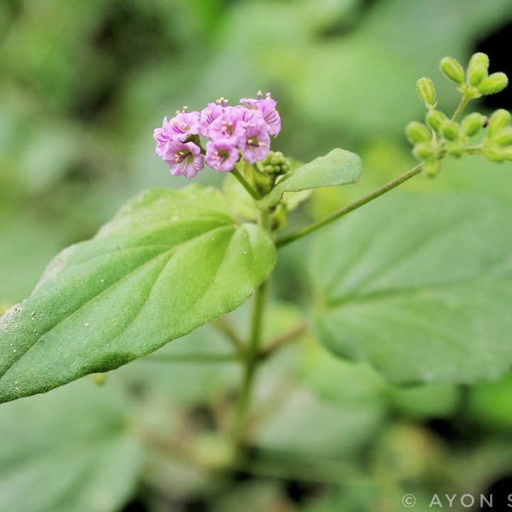 lavender flowers