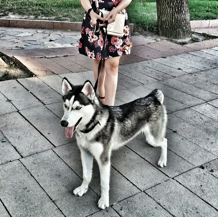 dog