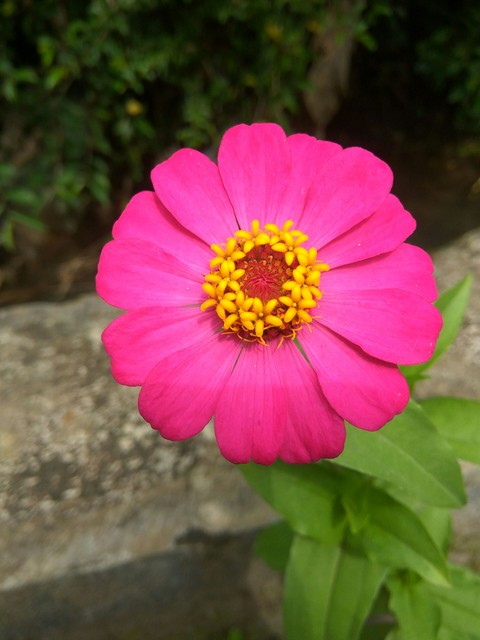 Pink Flower