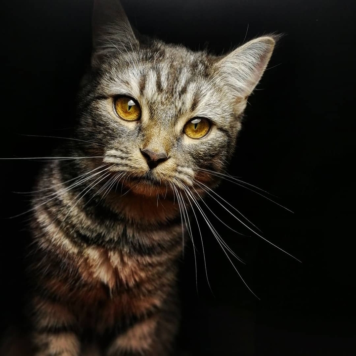 my tiger