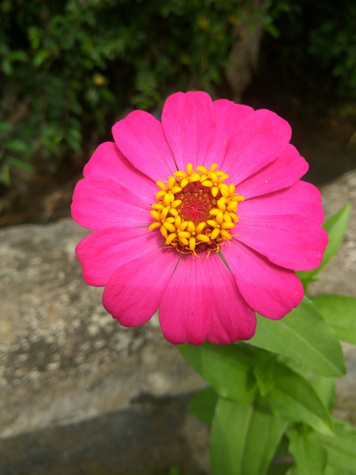 Pink Flower