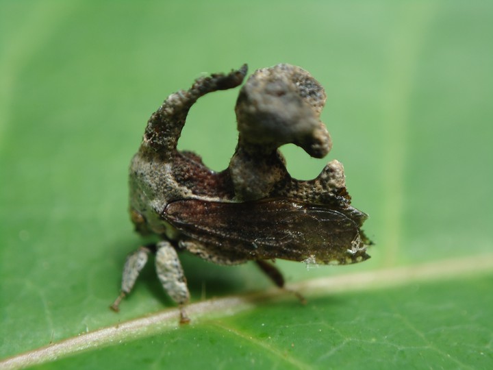 estrambotico