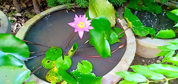 beautiful lotus