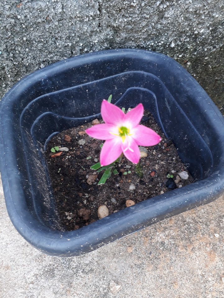 flor
