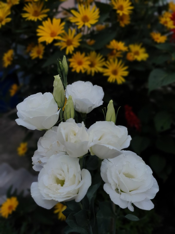 flower