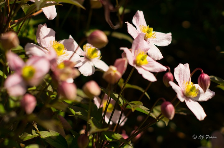 clemetis