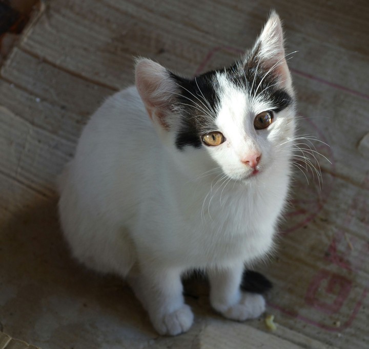 Cat