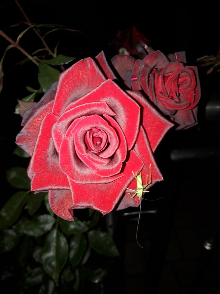 rose with a friend