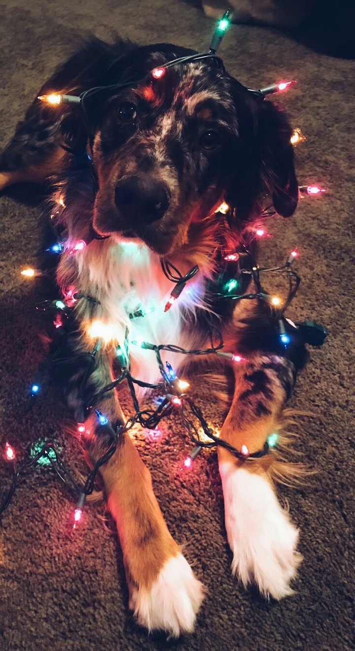 festas de natal