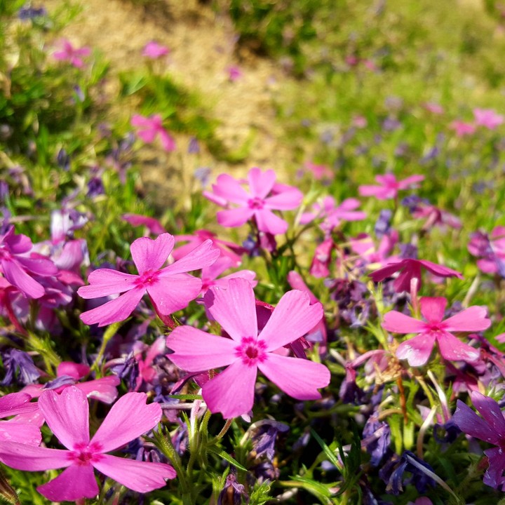 Spring