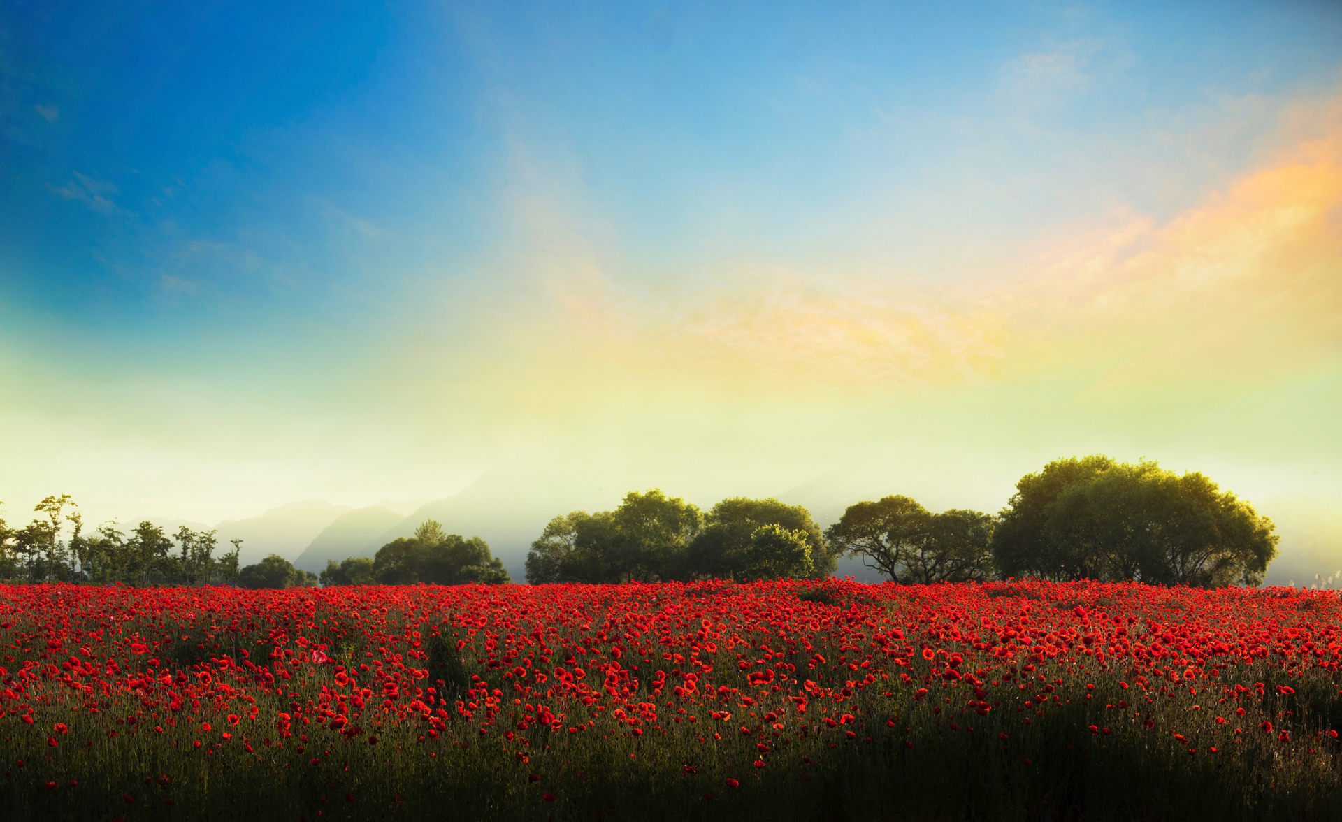 Beautiful spring