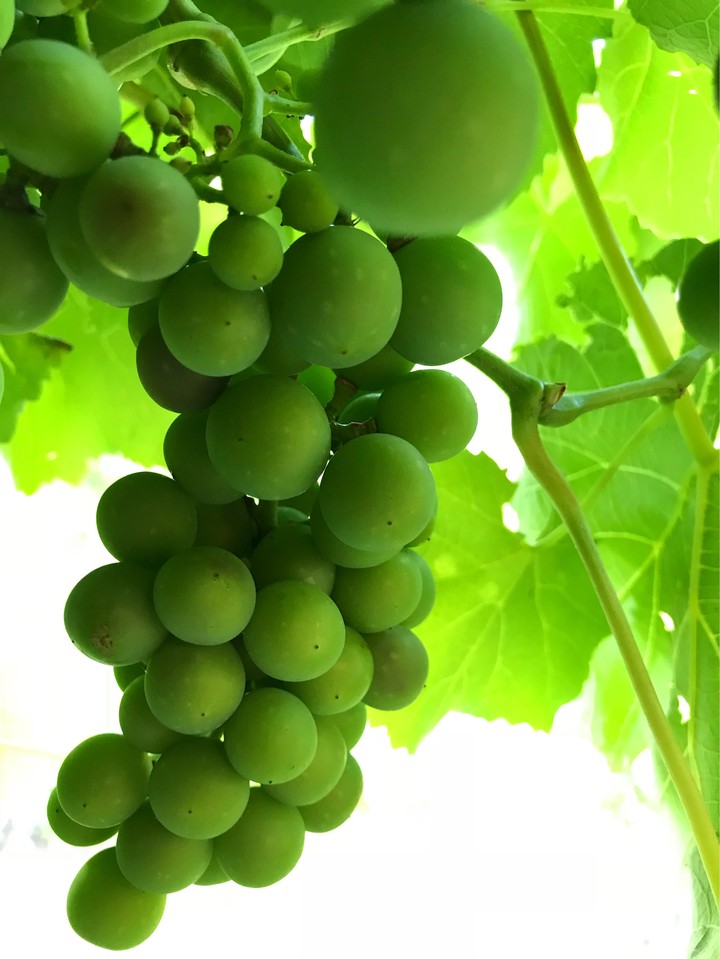 fruit