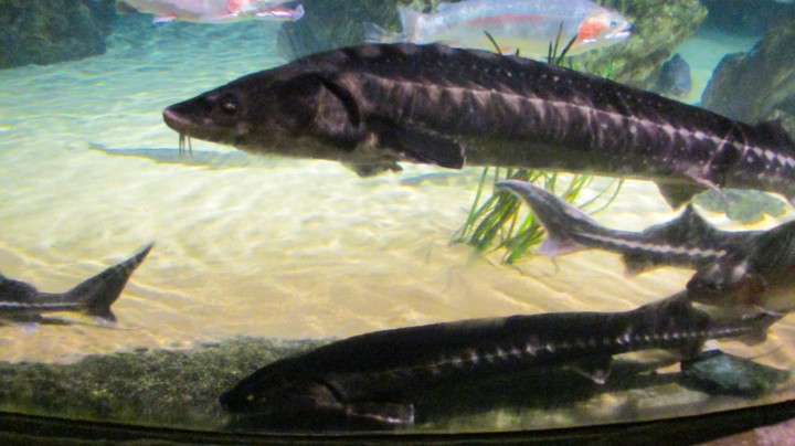 fish