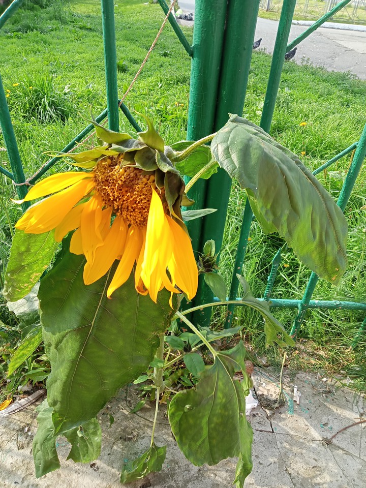 подсолнух где-то в городе ... по крамсали его  голуби...