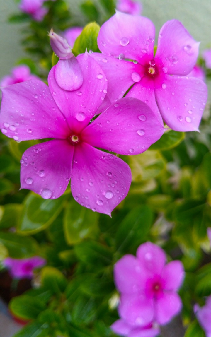 Nature