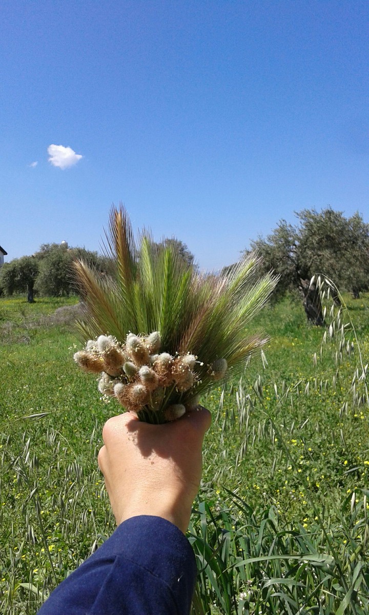 zhd_cyprus