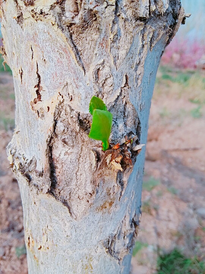 bud