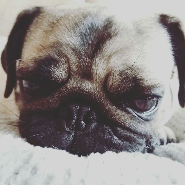 mój mops