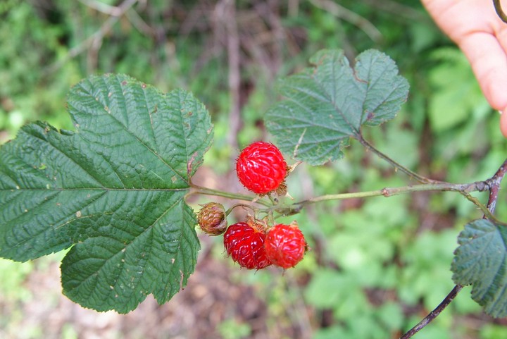Nature