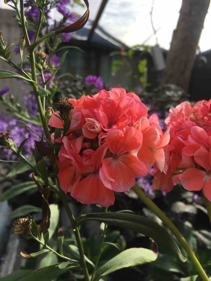 Flowers.