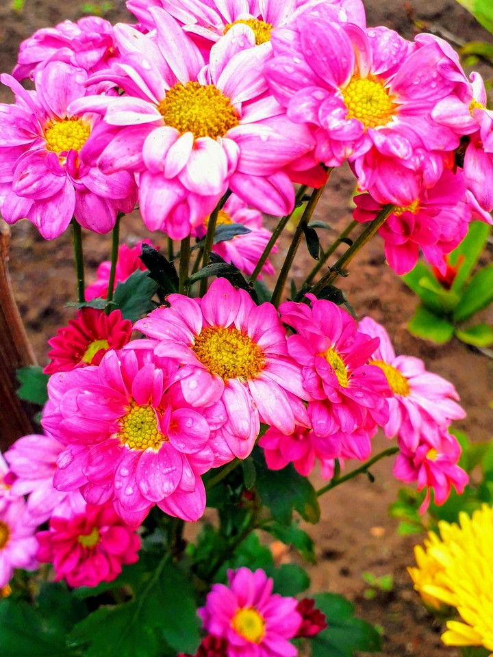 home's flower