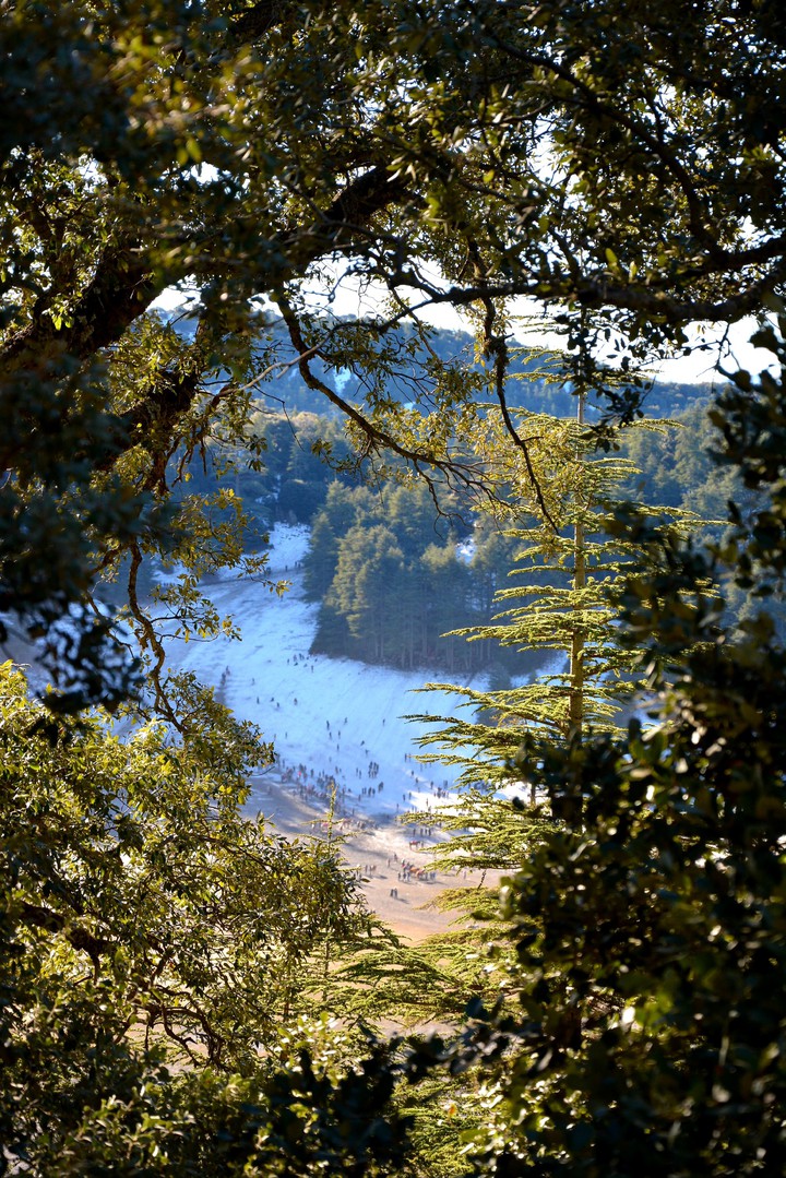 forest