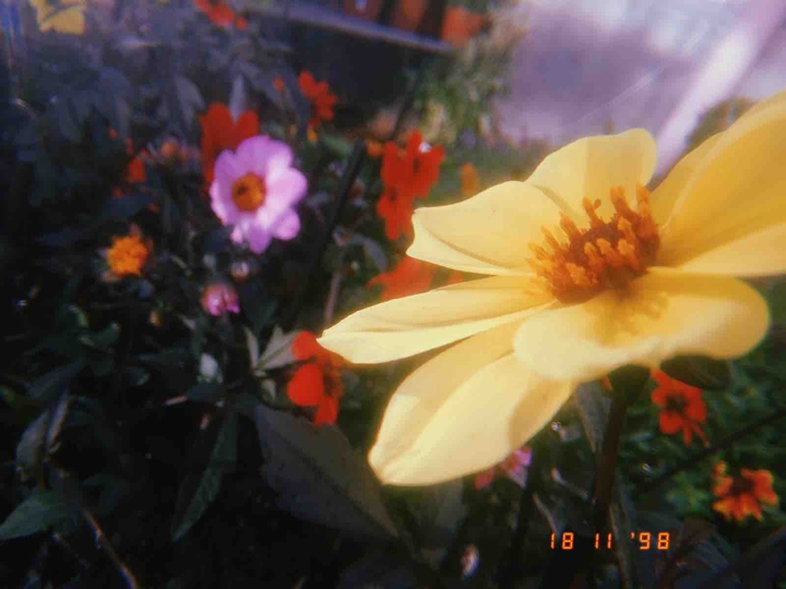 flower ?