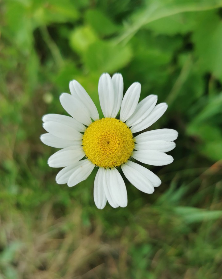 Blanc